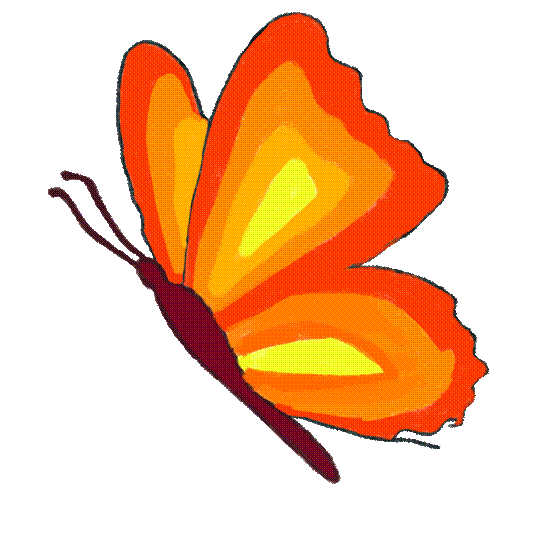 butterfly